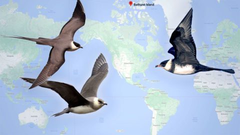 Three grey and white birds, jaegers, in flight, overlaid over Google map of the earth. Jaeger photos all from Macaulay Library, from left to right: Long-tailed Jaeger by Ian Davies, Parasitic Jaeger by Zak Pohlen, Pomarine Jaeger by Ian Davies.