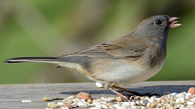 A Dark-eyed Junco eats some birdseed. Photo by Tammy via Birdshare.