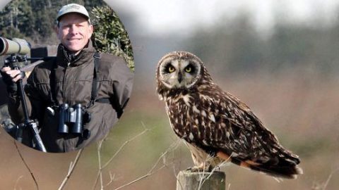 Short-eared Owl in Humboldt County by Ken Burton/Macaulay Library.