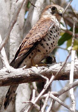 Mauritius Kestrel