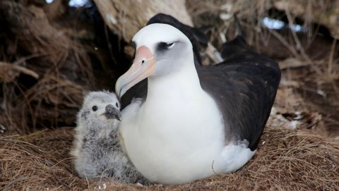 Laysan Albatross parent and chick by Hob Osterlund