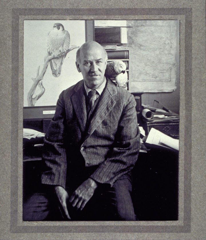 Louis Agassiz Fuertes in front of one of his peregrine drawings. Photo courtesy of the Division of Rare and Manuscript Collections, Cornell University.