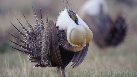 Greater Sage-Grouse displaying