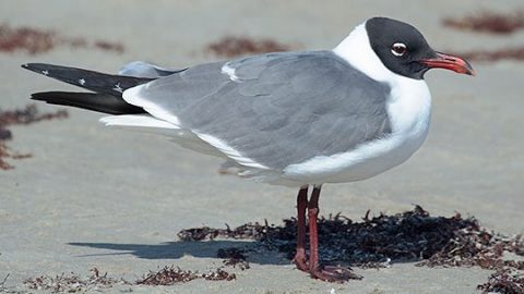 Laughing Gull by Keith Alderman via Birdshare.