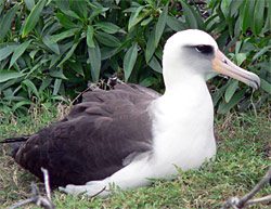 Laysan Albatross