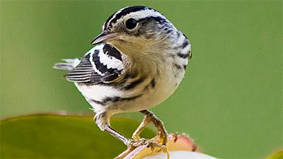 Black and white warbler by Guillermo Santos