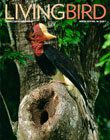 Living Bird, winter 2019, Helmeted Hornbill by Tim Laman