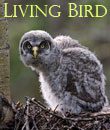 Living Bird, autumn 2009