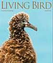 Living Bird, summer 2010