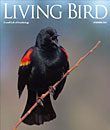 Living Bird, summer 2011