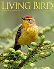 Living Bird, summer 2015