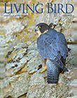 Living Bird, winter 2015