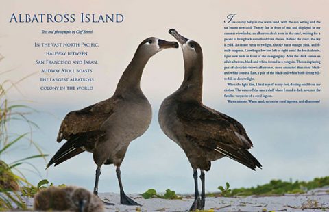 Midway Atoll, ALBATROSS ISLAND