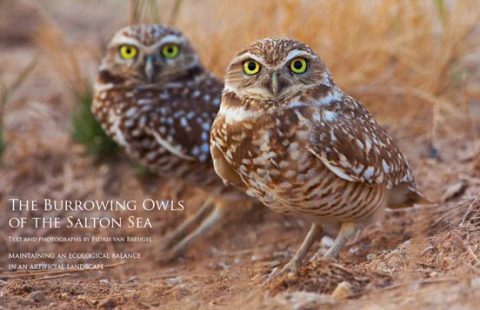 The Burrowing Owls of the Salton Sea