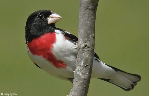 birds and fruiting trees