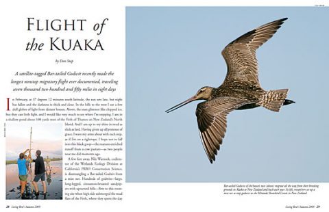 Bar-tailed Godwit long migration