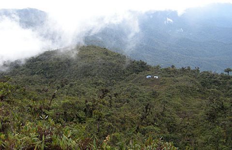 A Modern-Day Species Discovery in Peru