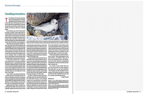 Snow Petrels