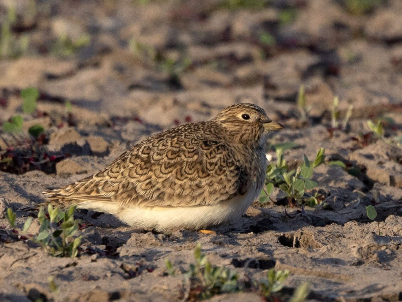 A taupe pattern (top) and cream (bottom) rounded bird stands on dry muddy ground.