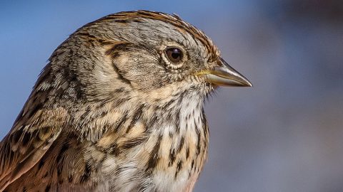 Like many other birds, the handsome little Lincoln