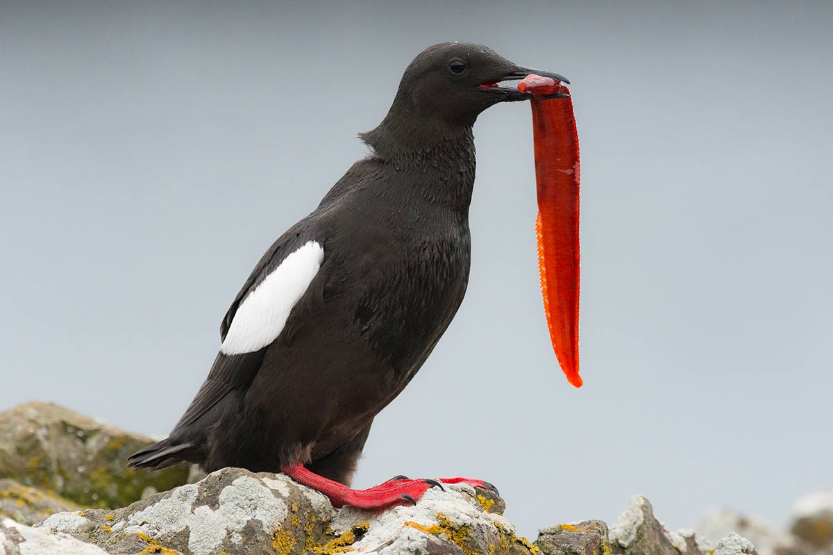 tap for larger version: image of a black-and-white seabird holding a long fish in its bill.