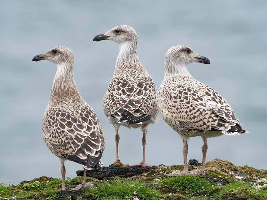 tap for larger version: image of three young seagulls (Great Black-backed Gulls) with speckled brown-and-white bodies