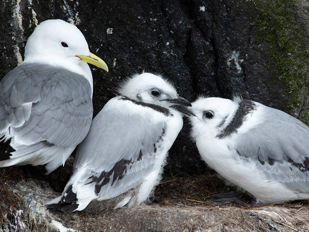 tap for larger version: image of an adult kittiwake with two youngsters huddle on their nesting ledge