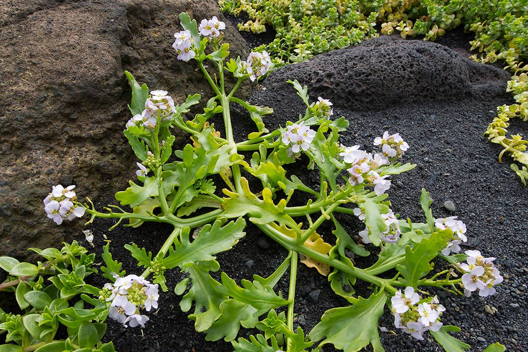 tap for larger version: image of a small flowering planet growing on volcanic soil