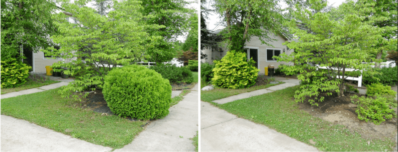 Line of Sight. In the photo above notice how removing some of the vegetation makes the house visible from the street. This is one of those tricks for improving the perception of landscaping. House is hidden; and, as a result, the yard is seen as unkempt and overgrown. House is visible; and, suddenly a yard seems cared for. Photo © Steve Elgersma