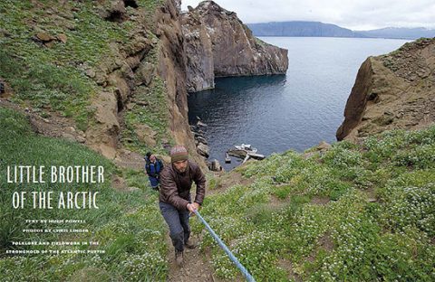 The Icelandic Saga of the Atlantic Puffin, the "Little Brother of the Arctic"