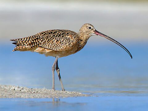 bird with a long, curved bill stands in the water.