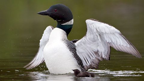 Loon and Chick. Photo by Roberta Olenick