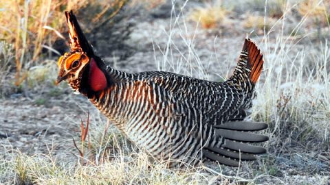 Lesser-Prairie chicken by Dave Krueper