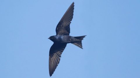 male Purple Martin by Andrew Dreelin