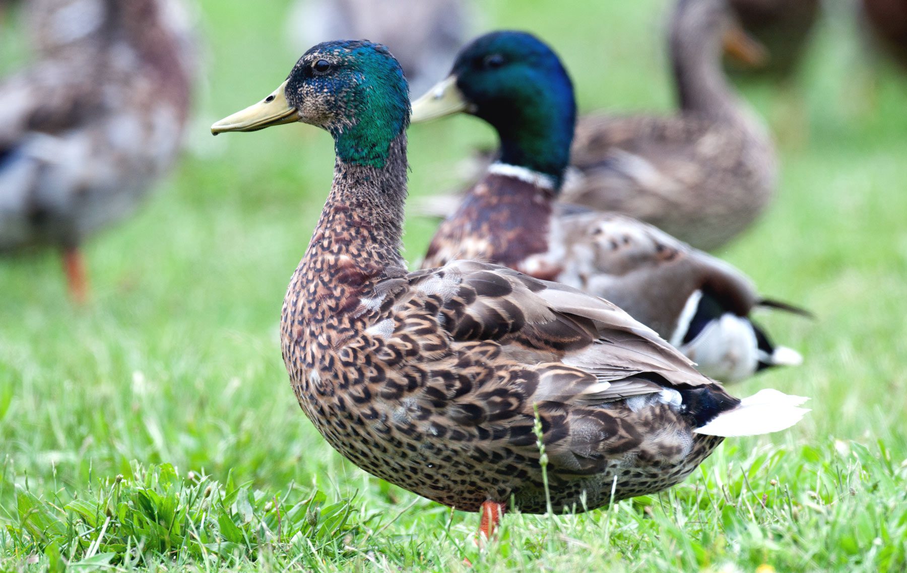 Mallard drakes in "eclipse" plumage. Photo by Chris Wood/Macaulay Library.