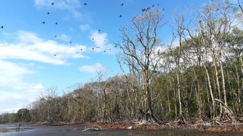 Photo of Punta Soldado mangroves courtesy of Johann Delgado