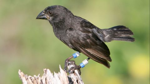 Medium ground finch courtesy of Rosemary Grant