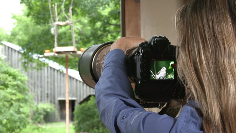 A bird photographer’s house can serve as a great blind with all the comforts of home. Melissa Groo snapped shots of a female Rose-breasted Grosbeak out of her living room. Video still courtesy of Karen Rodriguez.