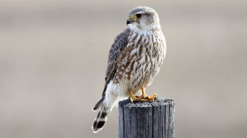 Merlin by Darren Clark/Macaulay Library