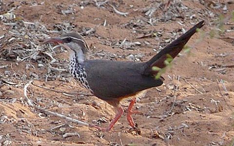 A subdesert mesite of the family Mesitornithidae