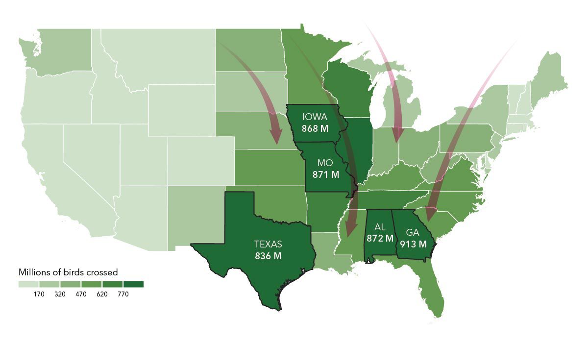 Map of the continental United States showing numbers of migrant birds that passed through in autumn of 2021. Text on image: Iowa 868 million, Missouri 871 million, Texas 836 million, Alabama 872 million, Georgia 913 million.