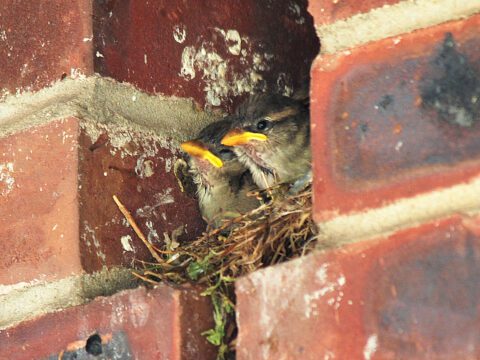 Birds nest in a nook in a building