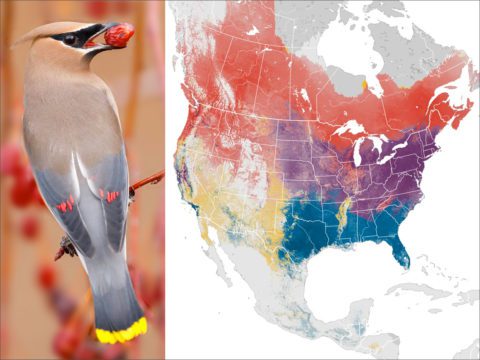 Year-round North America map of Cedar Waxwing beside a Cedar Waxwing photo