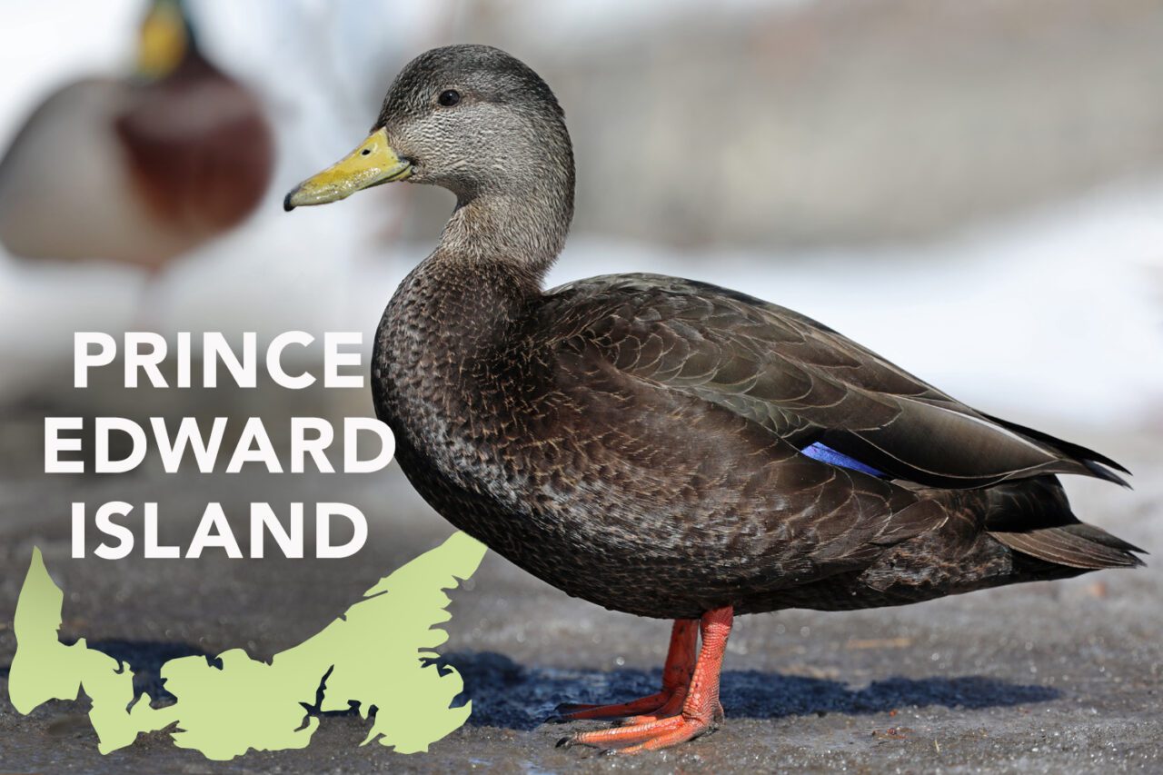 Dark gray/brown duck with yellow bill, blue feather under its wing, and yellow legs, stands on wet ground.