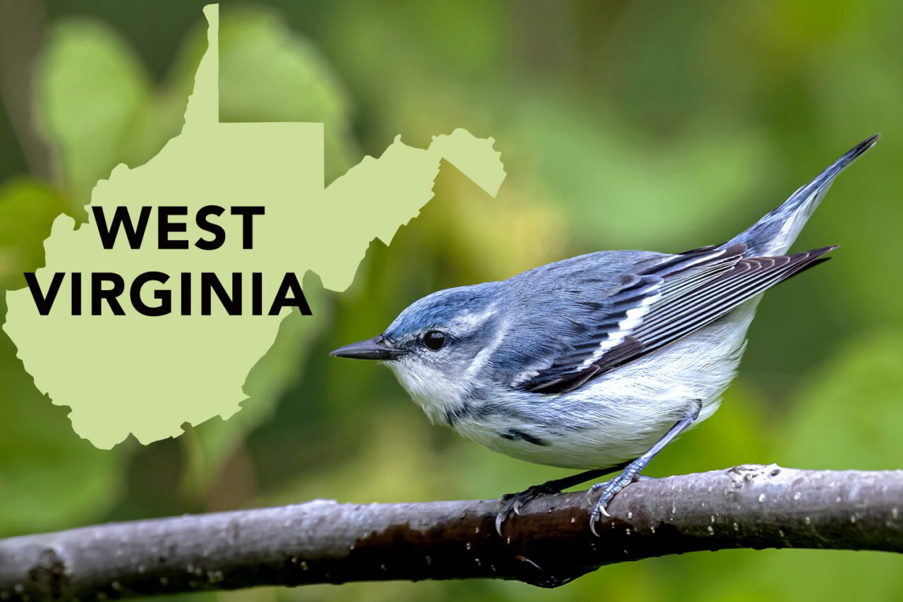 A blue, white and grayish bird sits in a tree with a silhouette of West Virginia state.