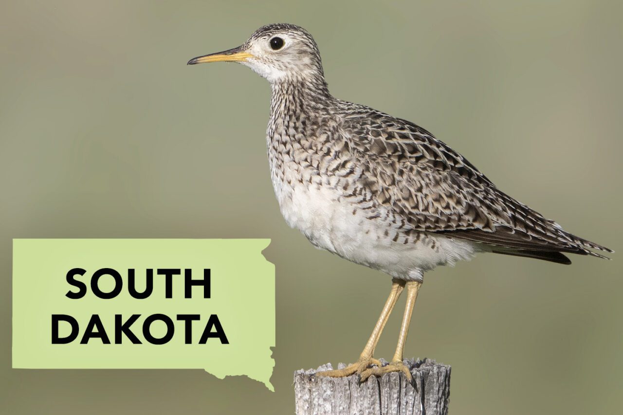 White, brown and gray patterned bird, with light gray abdomen and throat, long, yellow bill, long neck, long, yellow legs, stands on wood post.