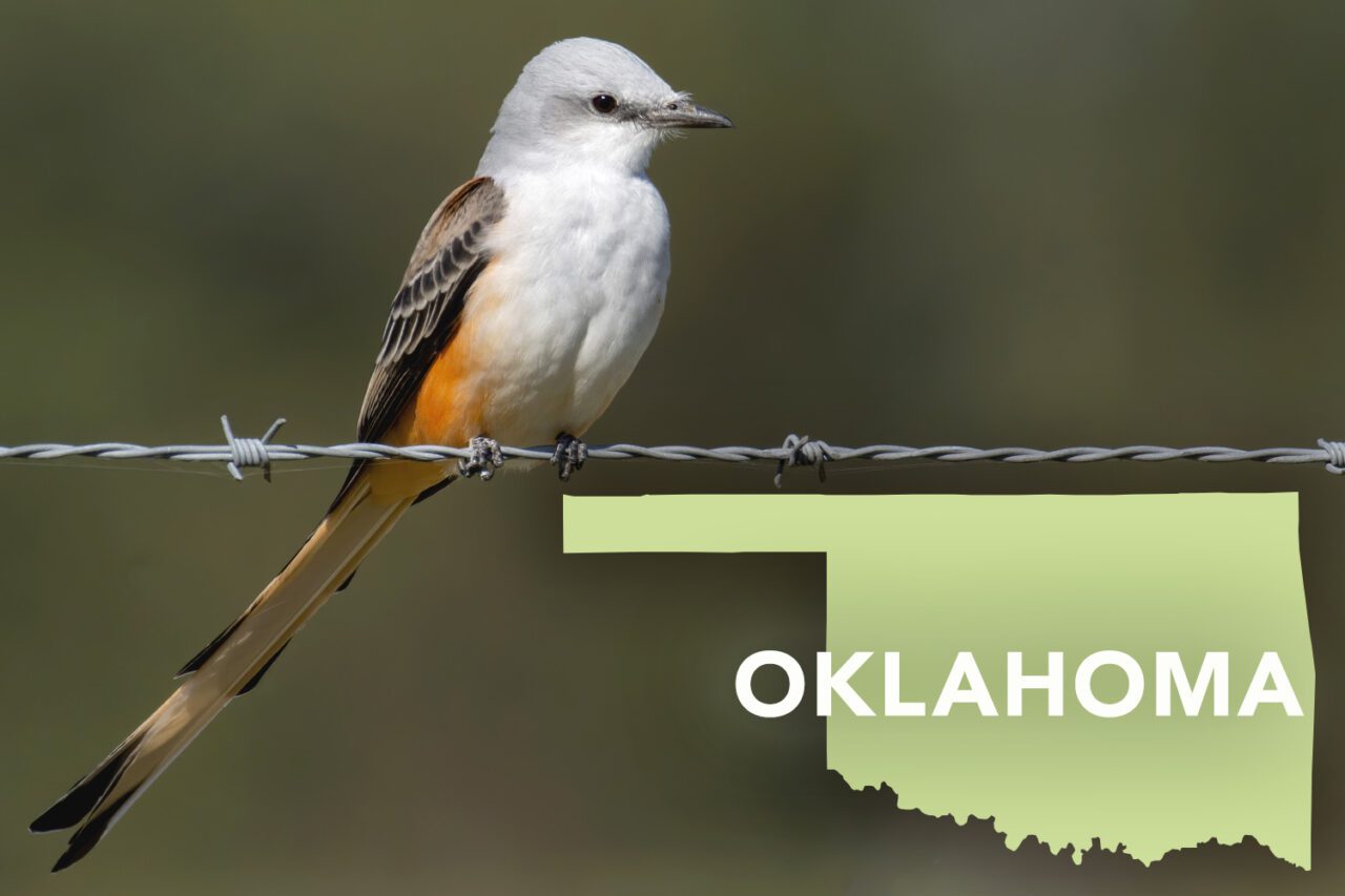 Pretty bird with white underside, orange sides, light gray head, super long tail with brown and beige wings and tail, perches on barbed wire.