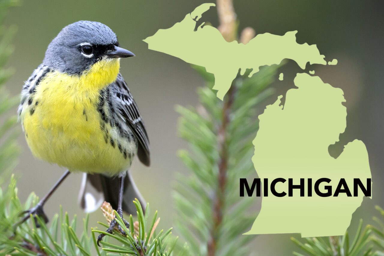 A small bird with a yellow stomach and throat, gray head, black mask, white eye-ring and stripy gray and black wings stands in an evergreen tree.