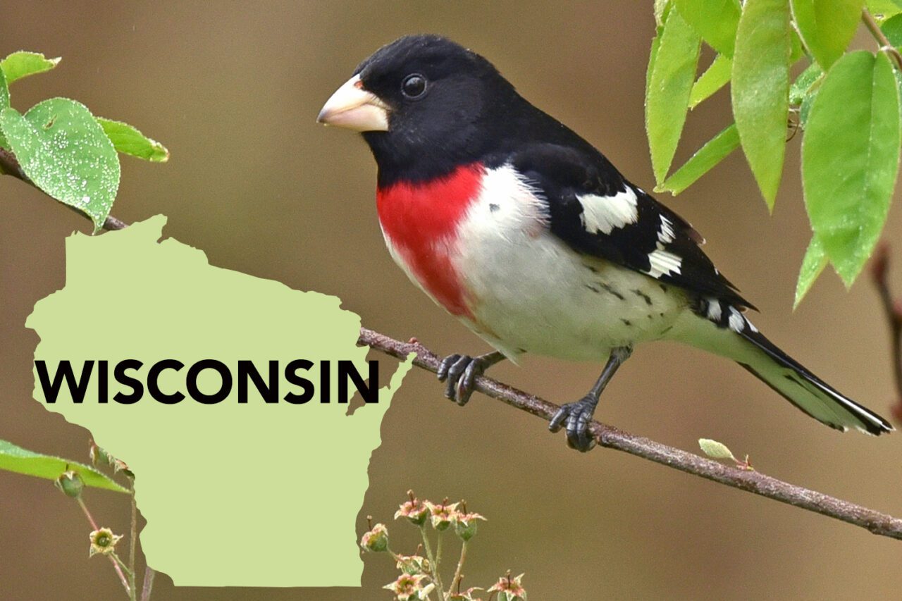 A black-and-white bird with a large pale triangular bill and bright red triangle marking in its breast stands on a branch.