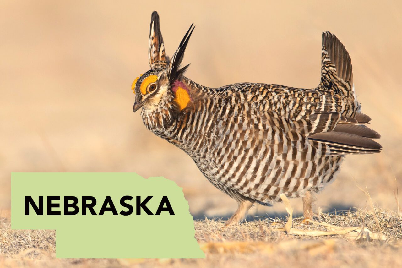 A robust and impressive brown and white striped bird stands in a display with tail up, wings out, neck feathers up, yellow eyebrows and throat patch.